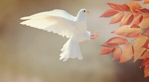 Dove soaring into sunrise symbolizing freedom and spiritual renewal.